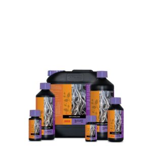 תוסף שורשים