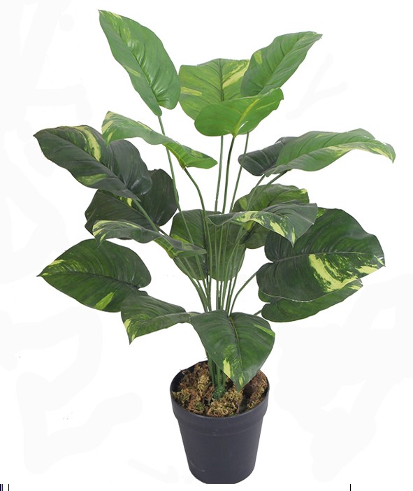 צמח נוי מלאכותי “סקינדפסוס אוראוס מיני”
