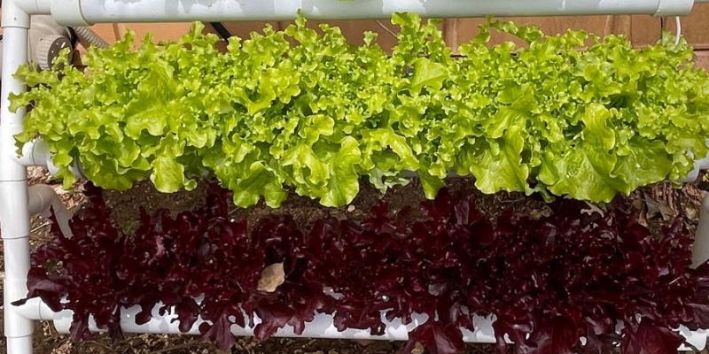 איך מתחילים לגדל במערכת הידרופונית 2