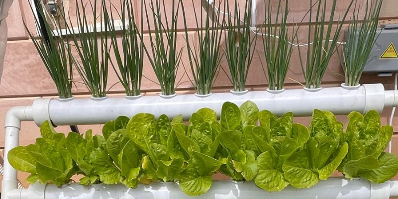 איך מתחילים לגדל במערכת הידרופונית 3