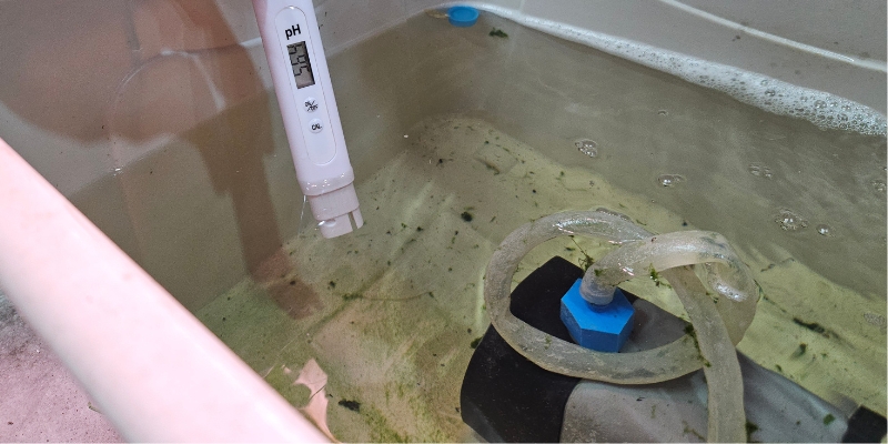 איך מתחילים לגדל במערכת הידרופונית 5 מדידה במים PH